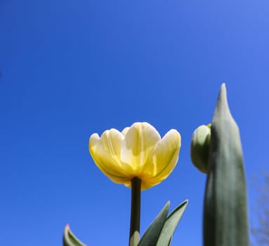 Beautiful yellow tulip and bud with leaves in spring against blue sky
