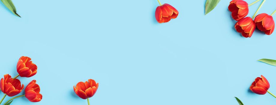 Mother's day background concept. Top view design of holiday greeting red tulip flower bouquet on bright blue table with copy space.