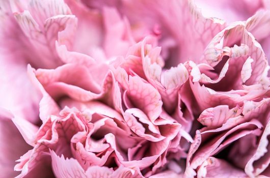 Retro art, vintage card and botanical concept - Abstract floral background, pink carnation flower petals. Macro flowers backdrop for holiday brand design