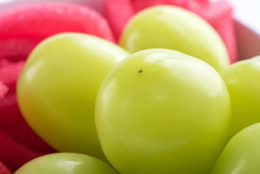 Close up of beautiful boxed Shrine Muscat green grape isolated on white background, clipping path cut out.