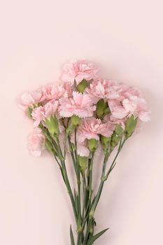 Design concept of Mother's day holiday greeting design with carnation bouquet on pastel pink table background