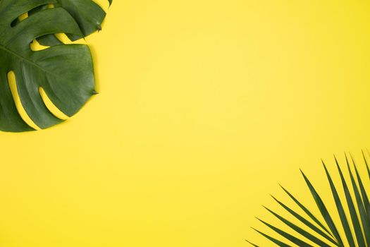 Top view of tropical palm leaves branch isolated on bright yellow background with copy space.