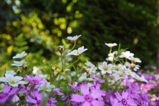 Delicate white flowers of Saxifrage mossy and purple Phlox in spring garden
