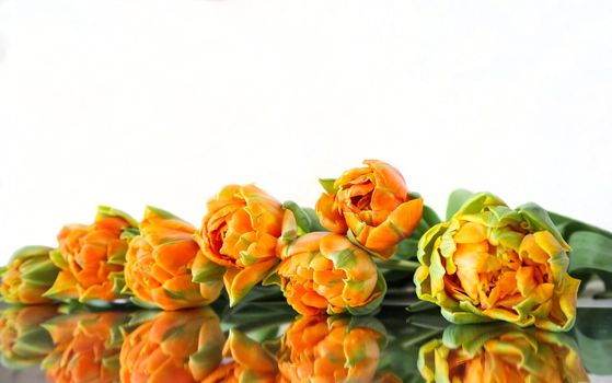 Beautiful orange tulips on the mirror. Isolated on white background. Perfect for backdrop greeting card