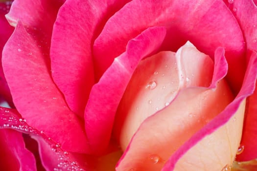 Beautiful pink yellow rose with dew drops. Perfect for greeting card background.