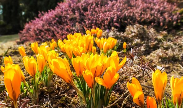 Spring in my garden. Blooming yellow crocus flowers on sunny day