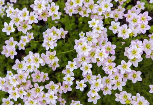 Floral background. Small white flowers Saxifrage moss in the spring garden