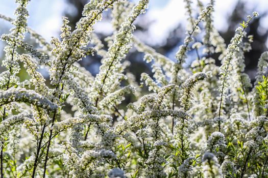 Thunberg Spirea (Spiraea Thunbergii) bush in blossom. Background of white flowers