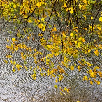 Bright yellow leaves on the branches above the water on a sunny autumn day. Autumn background