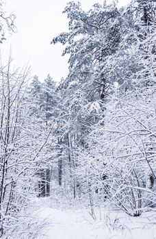 Snowy winter forest. Snow-white road with a ski track. Snow covered trees and bushes