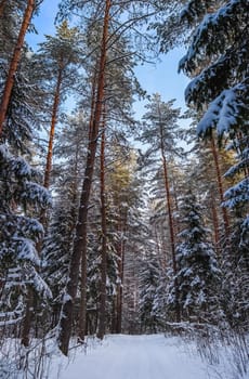 Snowy winter forest in a sunny day. White snow path. Snow-covered trees on a background of blue sky