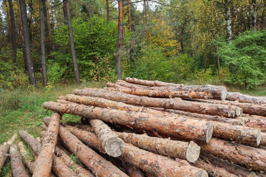 Log trunks pile, the logging timber wood industry. Wooden trunks on autumn forest background