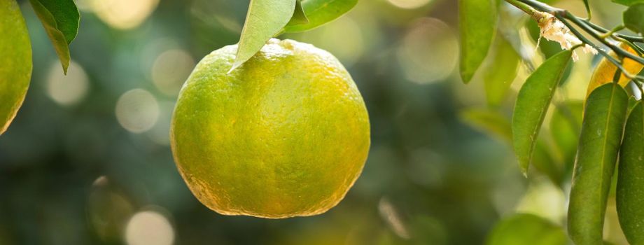 Fresh ripe tangerine mandarin orange on the tree in the orange garden orchard with backlight of sun.