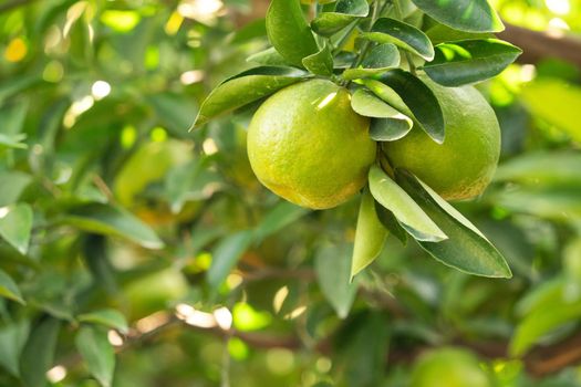 Fresh ripe tangerine mandarin orange on the tree in the orange garden orchard with backlight of sun.