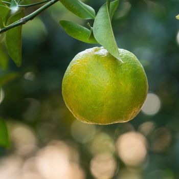 Fresh ripe tangerine mandarin orange on the tree in the orange garden orchard with backlight of sun.