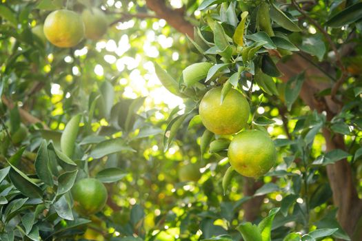 Fresh ripe tangerine mandarin orange on the tree in the orange garden orchard with backlight of sun.