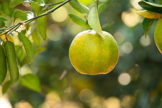 Fresh ripe tangerine mandarin orange on the tree in the orange garden orchard with backlight of sun.