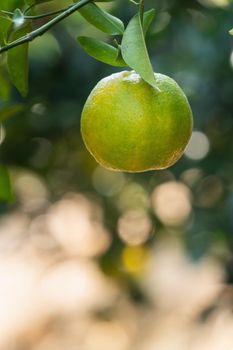 Fresh ripe tangerine mandarin orange on the tree in the orange garden orchard with backlight of sun.
