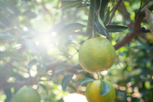 Fresh ripe tangerine mandarin orange on the tree in the orange garden orchard with backlight of sun.