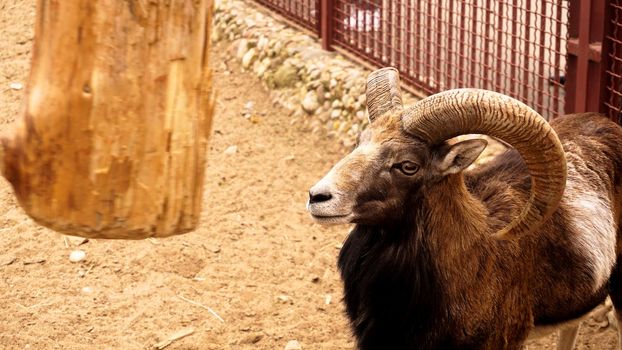 The mouflon scratches its horns against a wooden post. Zoo animals