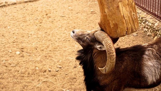 The mouflon scratches its horns against a wooden post. Zoo animals