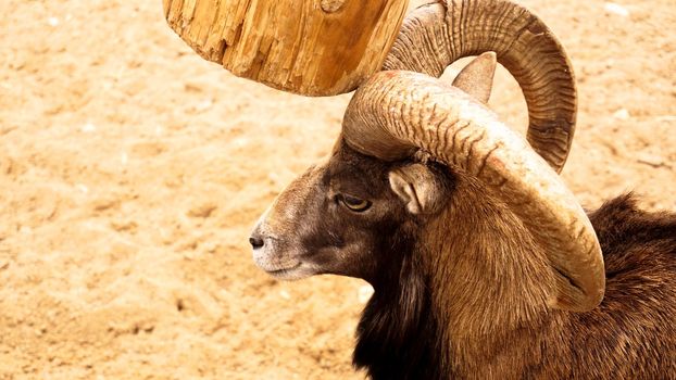 The mouflon scratches its horns against a wooden post. Zoo animals