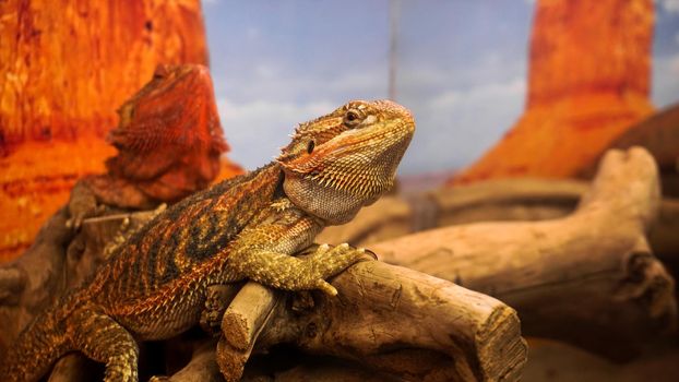 Reptile in the terrarium. Animals in the zoo. Reptile resting on a branch