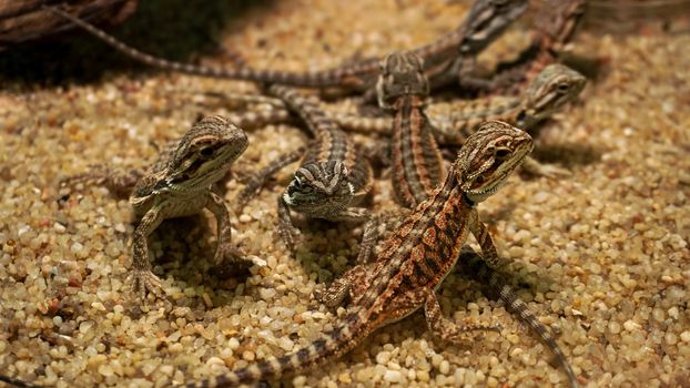 Little lizards in the terrarium. Animals in the zoo. Reptile resting