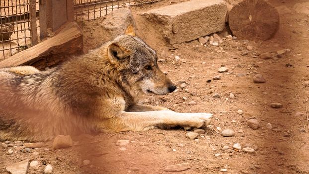 A lone wolf in a zoo cage. Keeping wild animals in captivity. Wild wolf