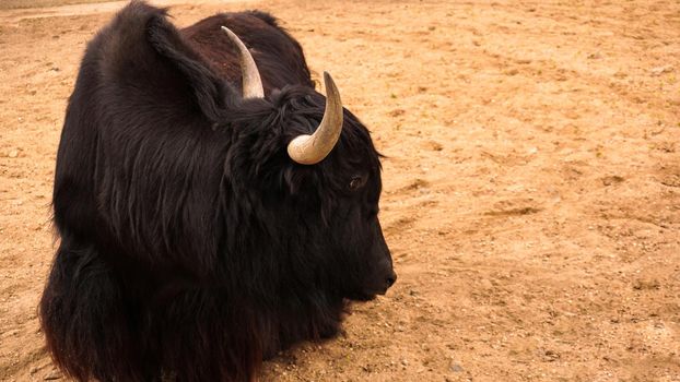 Black domestic yak bull. Himalayan animal. Sand on the background, place for text. Farming, animal husbandry or zoo concept
