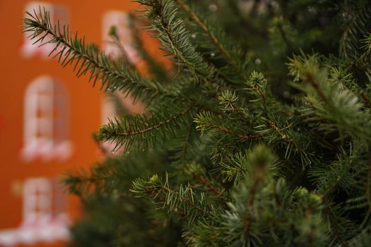 Branches of spruce close up, part of a living conifer without frills and people on brown decorations