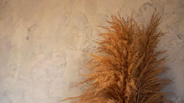 Dry branches of reeds indoors. Scandinavian style room decor on a gray background