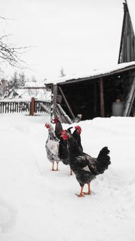 Roosters on a winter background. Vertical photo in the countryside. Farm and livestock concept