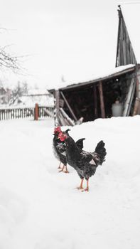 Roosters on a winter background. Vertical photo in the countryside. Farm and livestock concept