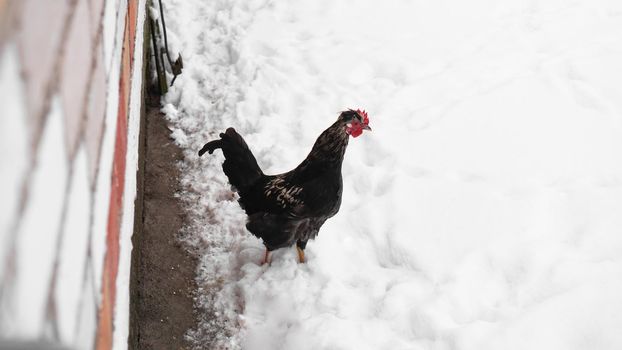 Cock in Snow. Black cock portrait in a winter landscape.
