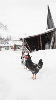 Roosters on a winter background. Vertical photo in the countryside. Farm and livestock concept