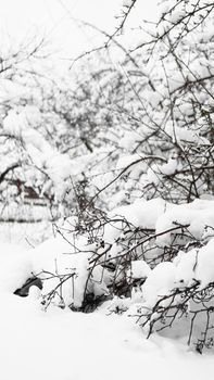 Branches of young apple tree under snow in sunny frosty morning, fence in the background