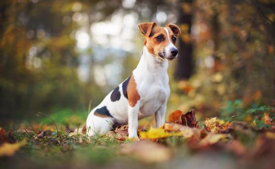 Small Jack Russell terrier dog sitting on brown leaves, nice blurred bokeh autumn background.