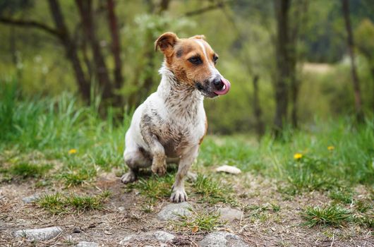 Small Jack Russell terrier sitting on ground, her fur very dirty, licking nose with tongue, grass and trees background.