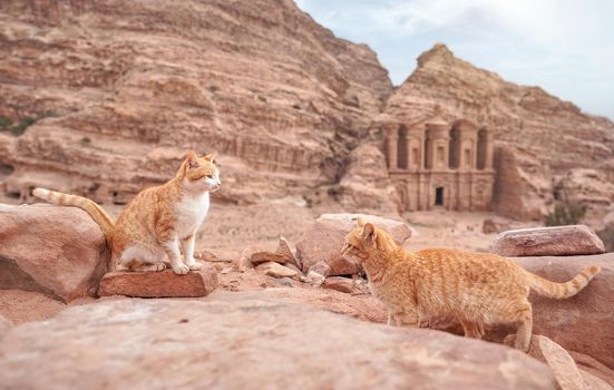 Two small orange stray cats resting on red rocks, mountainous landscape in Petra Jordan, with monastery building background.