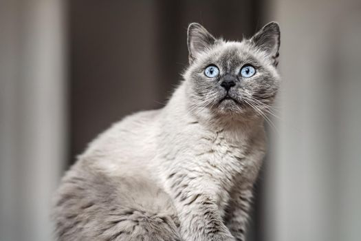 Older gray cat with piercing blue eyes, sitting, shallow depth of field photo.