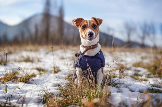 Small Jack Russell terrier stands on green grass meadow with patches of snow during freezing winter day, blurred hills behind her.