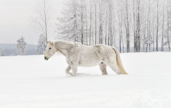 White horse walking on snow field, side view, blurred trees in background.