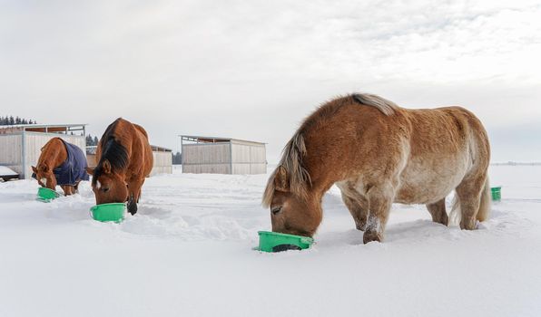 Group of brown horses eating from green buckets on snow covered field.