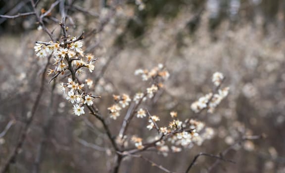 Small white flowers growing on bush in spring, shallow depth of field photo only few petals focus.