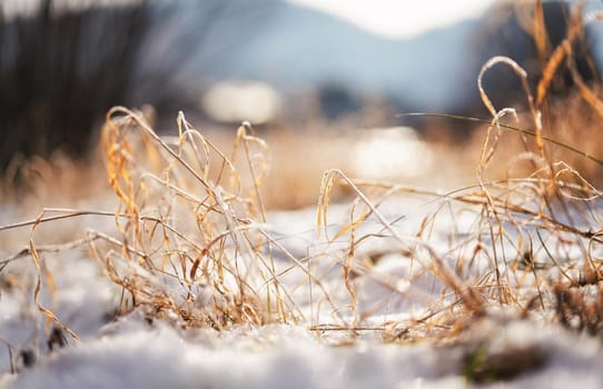 Frozen orange dry grass blades, snow patches near closeup detail - shallow depth of field abstract photo illustrating late autumn.