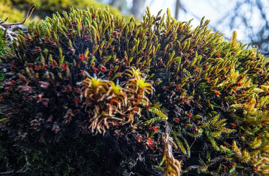 Fine green red moss growing in forest, closeup macro detail, abstract natural background.