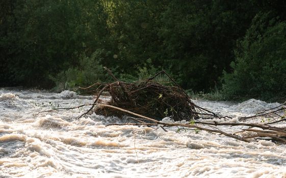 Sun shines on dirty flood water flowing rapidly in river, taking some small trees with roots.