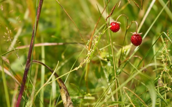 Wild forest strawberries growing on sun lit grass meadow, closeup detail.