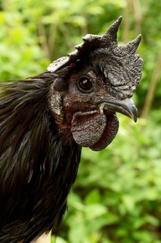 A closeup face image of an Ayam Cemani Chicken breed male Rooster.